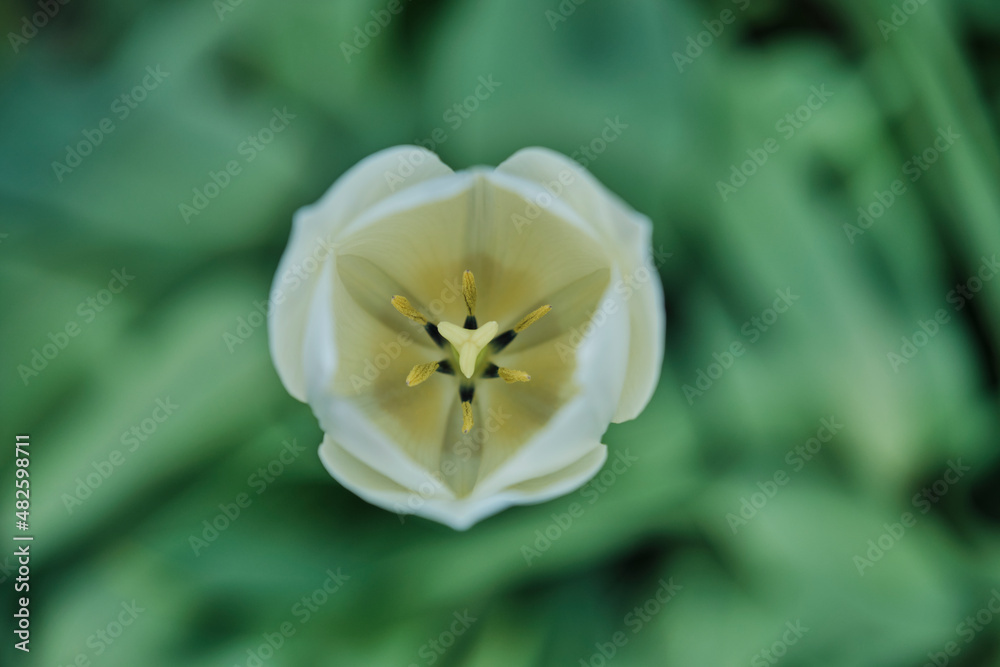 Yellow Tulip in top view with shallow depth of field Yellow Tulip in top view with shallow depth of field