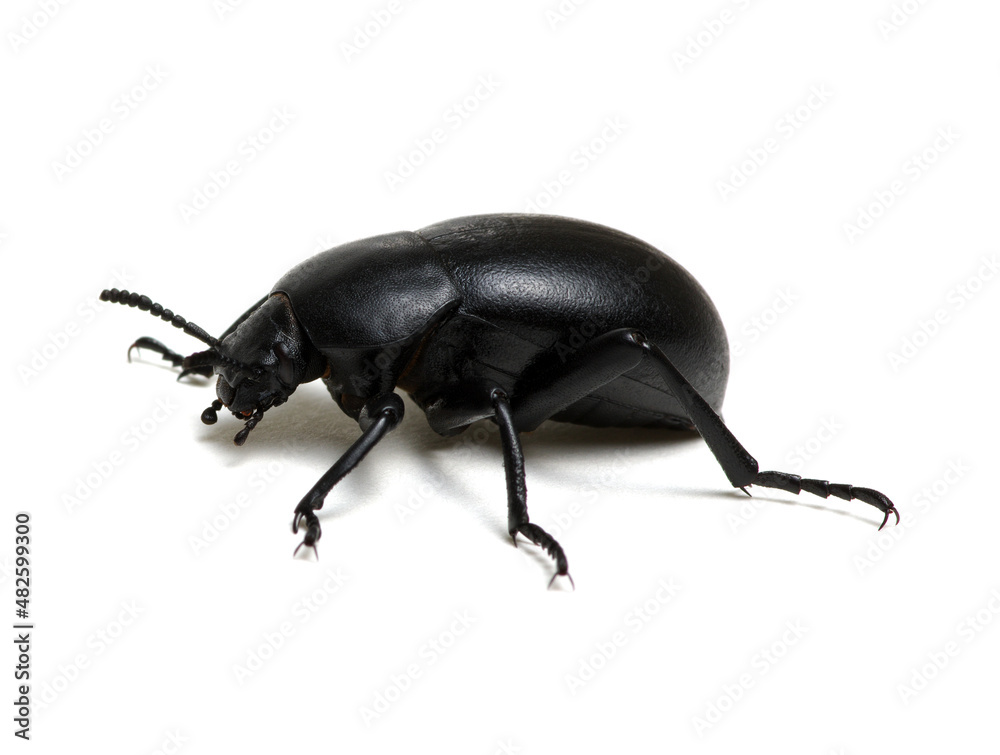 Naklejka premium black beetle on white