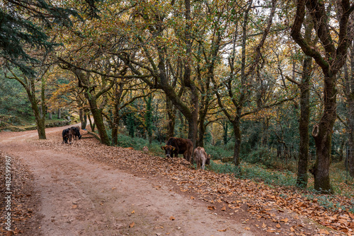 Sardegna: Bultei, mucche al pascolo nella Foresta demaniale Fiorentini photo