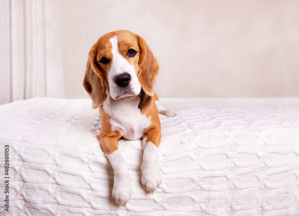 A cute beagle dog is lying on the bed on a white blanket. A bright room. Beagle dog with long ears, tricolor color: white, black, brown.