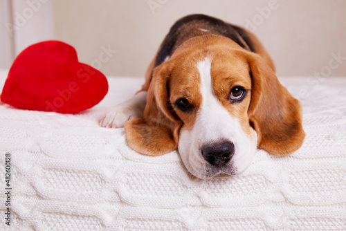 A cute beagle dog on the bed and a red heart . A postcard with a pet for Valentine's day