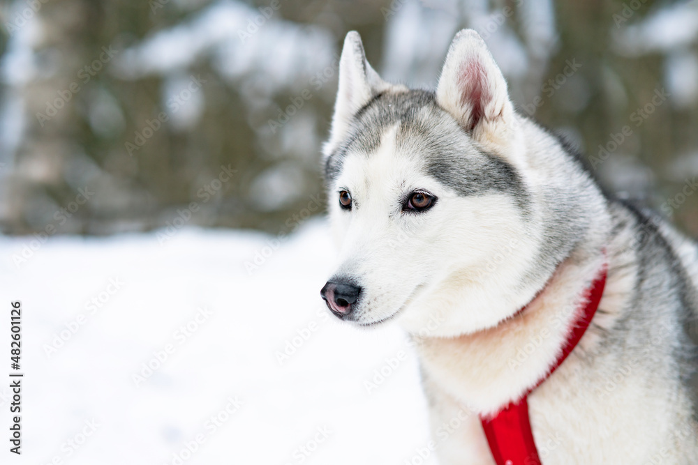 Close-up muzzle of a dog, husky breed, sled dog. Happy pet Malamute in the winter forest, outdoors. Copy space