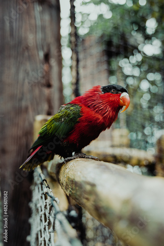 colorful bird with round beak