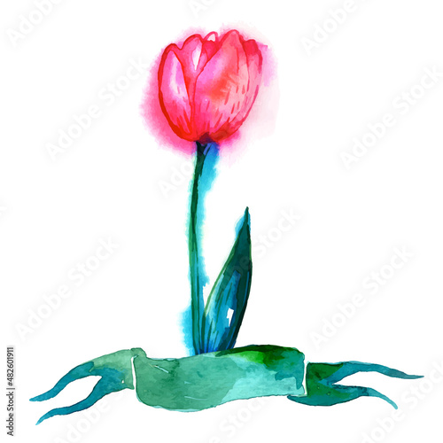 Tulip and ribbon. Watercolor illustration.