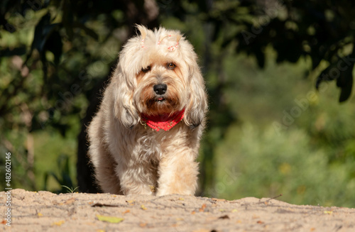 Cachorro femea com laço no pescoço. Adorable domestic dog with bow on neck and hair over eyes photo