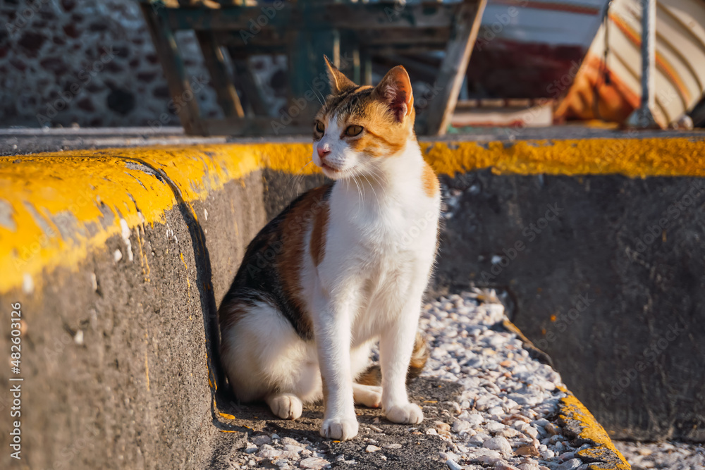 cat in freedom sitting on some stairs