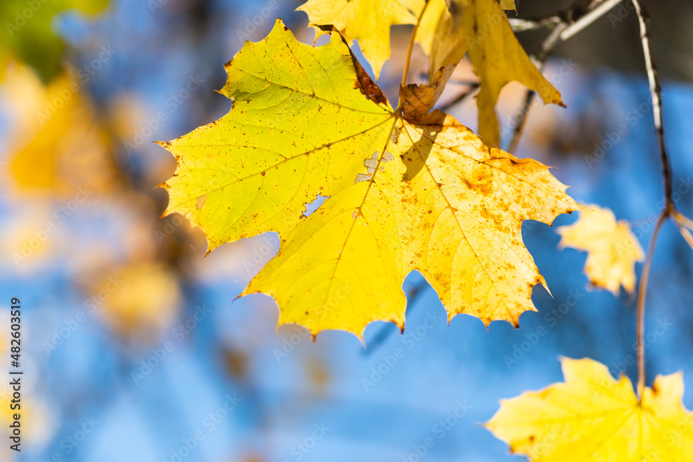 Fototapeta premium gelbes herbst blatt detail jahreszeit