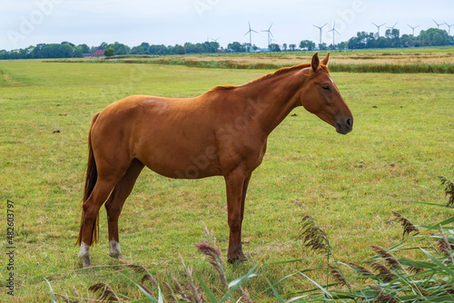 A young brown horse stands alone in the paddock against a blurred green background 