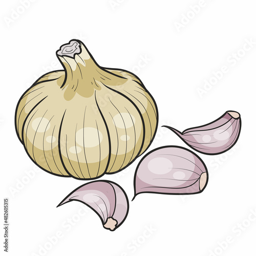 ripe beautiful garlic with a handful of cloves, cartoon illustration, isolated object on a white background, vector,