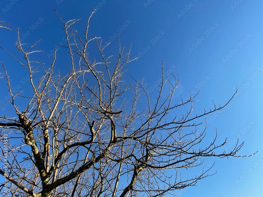 vieil arbre et ciel bleu vieil arbre et ciel bleu