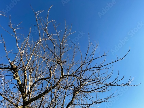 vieil arbre et ciel bleu