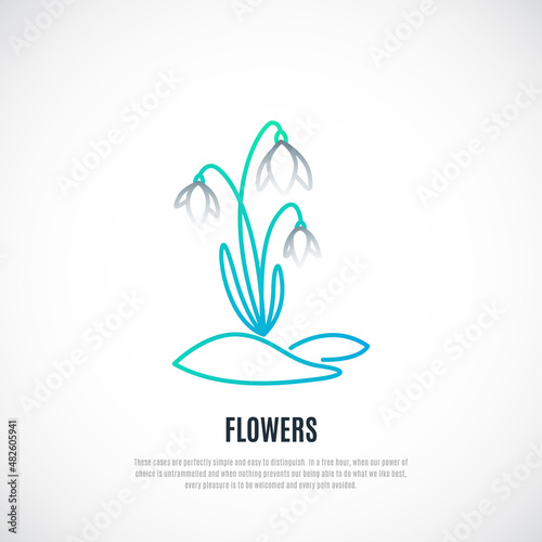 Fototapeta Naklejka Na Ścianę i Meble -  Snowdrop flower isolated on white background. Beautiful spring flower. Vector illustration.