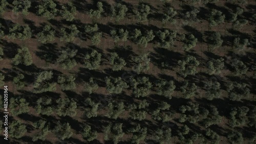4K Aerial footage drone view of Olive grove, in Italy

