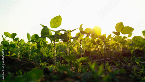 Agricultural soy plantation on  field with sunset background photo