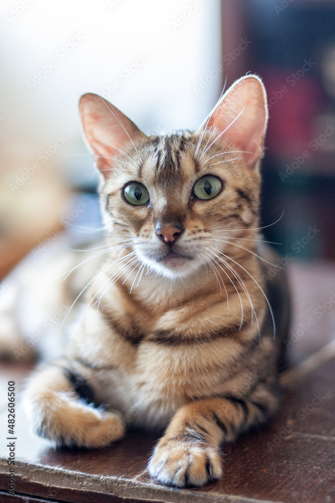 portrait of a cat. bengal cat. An intergeneric hybrid of a domestic cat and a Bengal cat proper. portrait of a cat. bengal cat. An intergeneric hybrid of a domestic cat and a Bengal cat proper.
