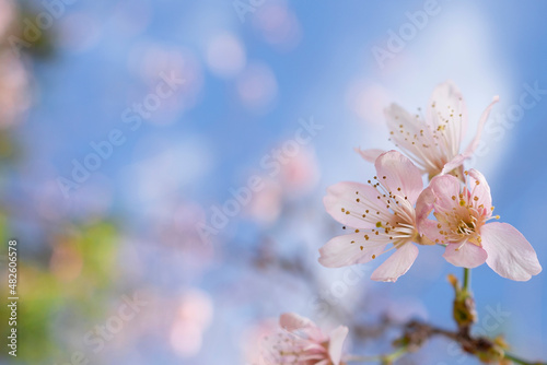 Wild himalayan cherry on tree blue sky background