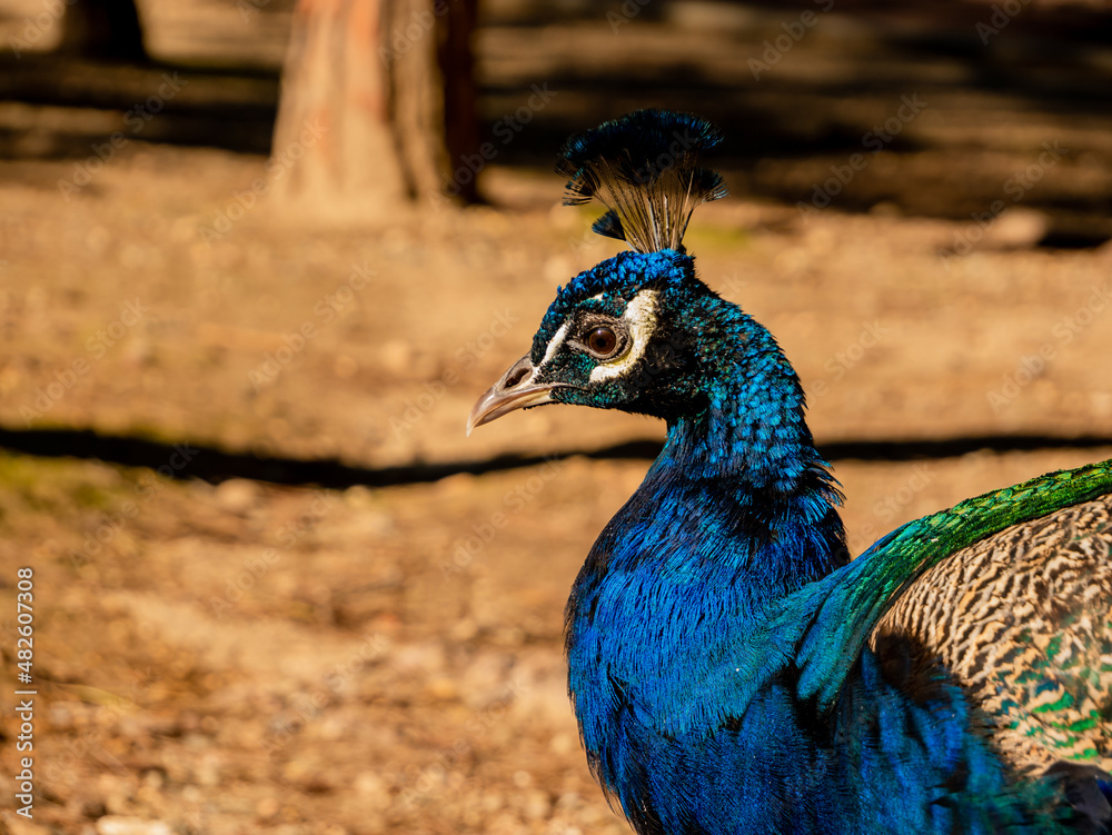 close-up portrait profile of a male peacock close-up portrait profile of a male peacock