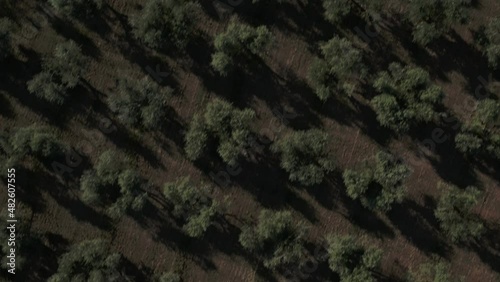 4K Aerial footage drone view of Olive grove, in Italy
