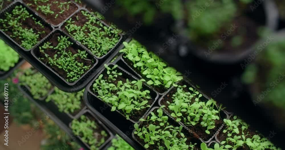 Growing microgreens on the shelves, vertical farming, home business, 4k 60p Prores Growing microgreens on the shelves, vertical farming, home business, 4k 60p Prores