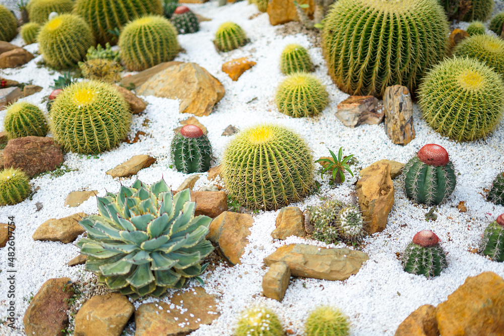 Beautiful Cactus garden, Botanical garden. Beautiful Cactus garden, Botanical garden.