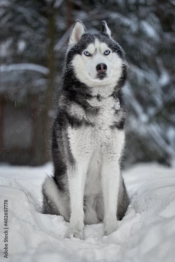 Siberian Husky dog, cute wolf in winter forest in snow.