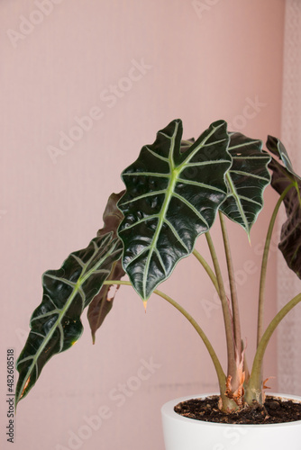 Alocasia tropical plant on a white table. Home floriculture concept. photo