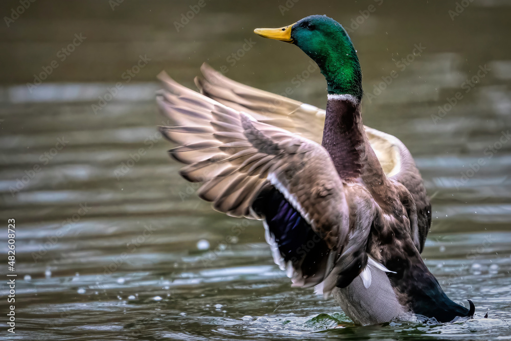 Fototapeta premium Ente