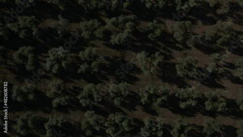 4K Aerial footage drone view of Olive grove, in Italy
