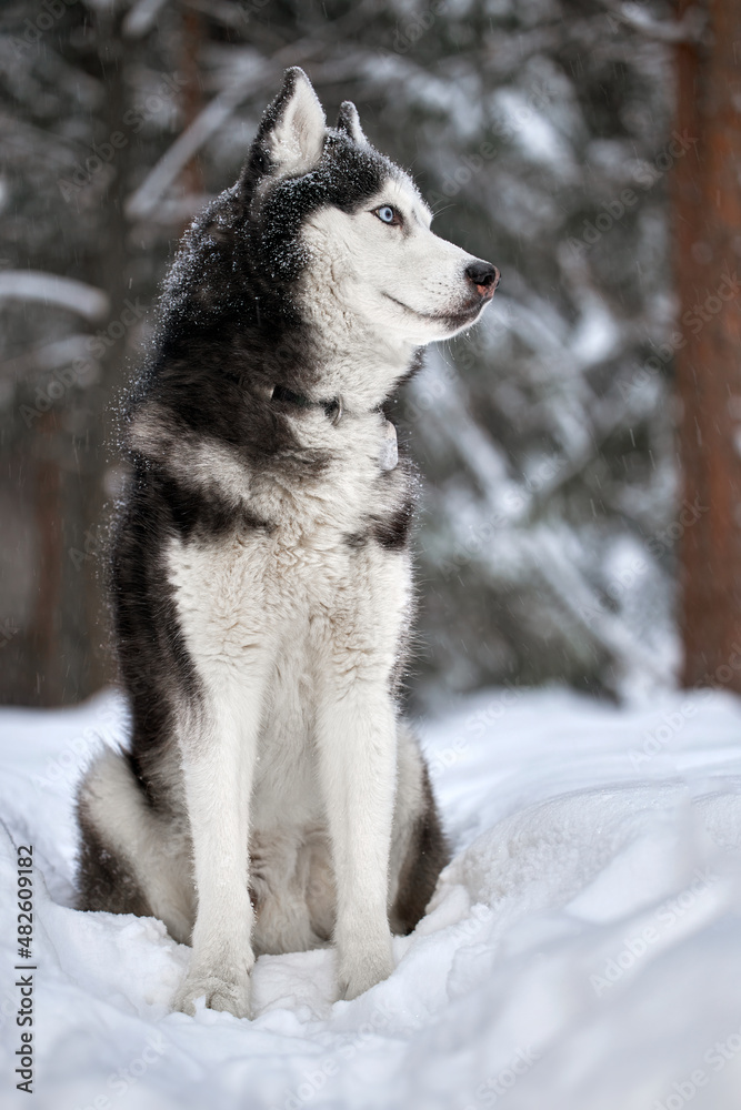 Naklejka premium Siberian Husky dog, cute wolf in winter forest in snow.