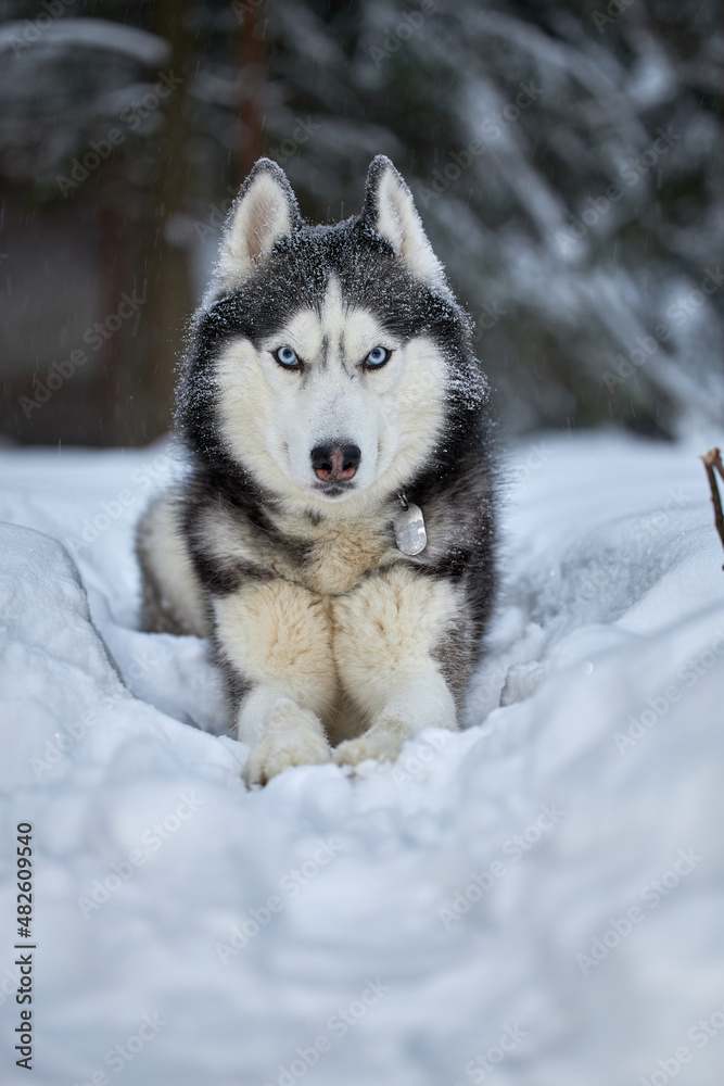 Siberian Husky dog wolf in snow forest, winter background. Winter forest.