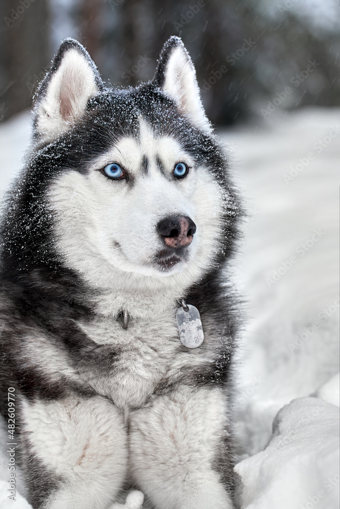 Siberian Husky dog, cute wolf in winter forest in snow. Closeup.