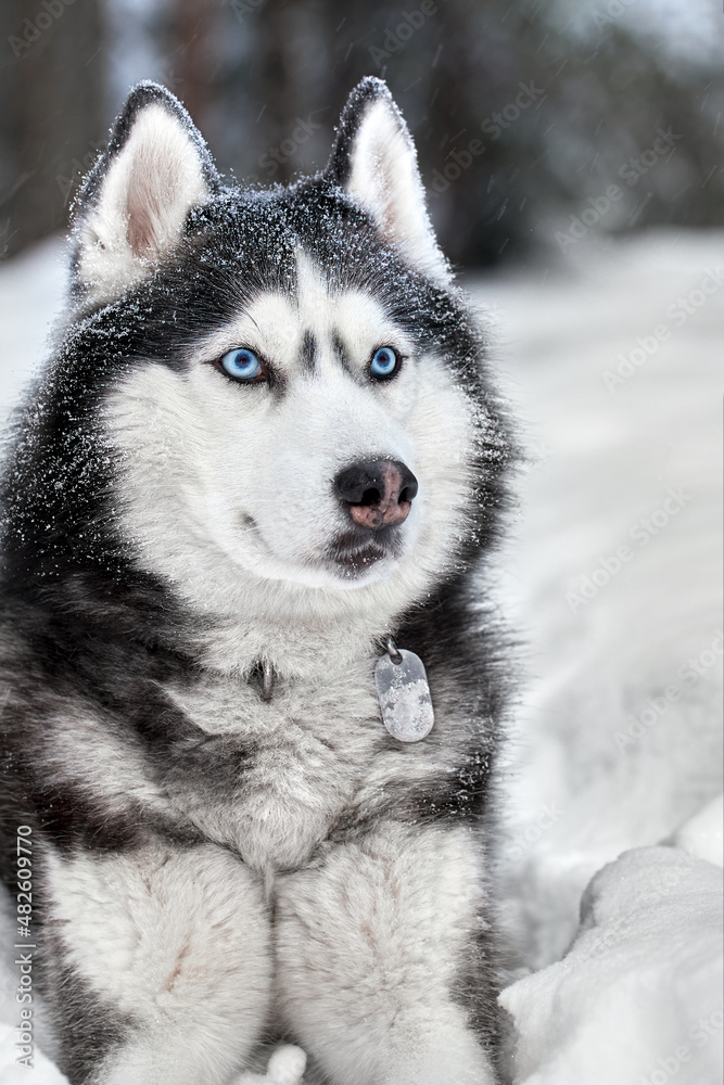 Siberian Husky dog, cute wolf in winter forest in snow. Closeup. Siberian Husky dog, cute wolf in winter forest in snow. Closeup.