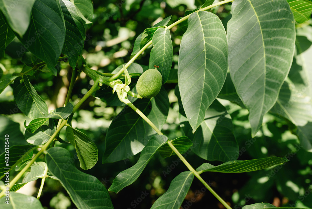 Green walnuts growing on a tree, close up Green walnuts growing on a tree, close up