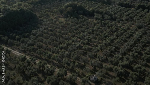 4K Aerial footage drone view of Olive grove, in Italy
