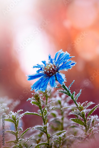 Macro of a blue frost covered aster flower. Taken late in Autumn during the first frost in Europe. Vivid orange sunset background with bokeh and floating bubbles. Ice crystals on petals and leaves photo