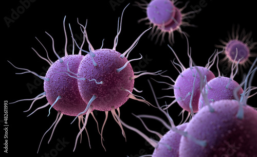 Neisseria gonorrhoeae Bacteria photo