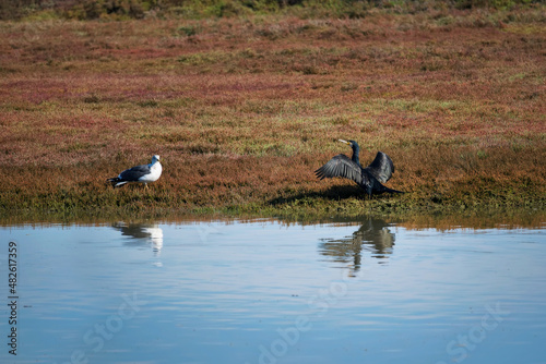 Cormorant (Phalacrocorax carbo) with extended wings drying in the sun in front of a common seagull in the marshes