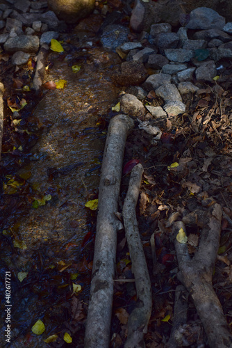Fototapeta Naklejka Na Ścianę i Meble -  stream in autumn forest