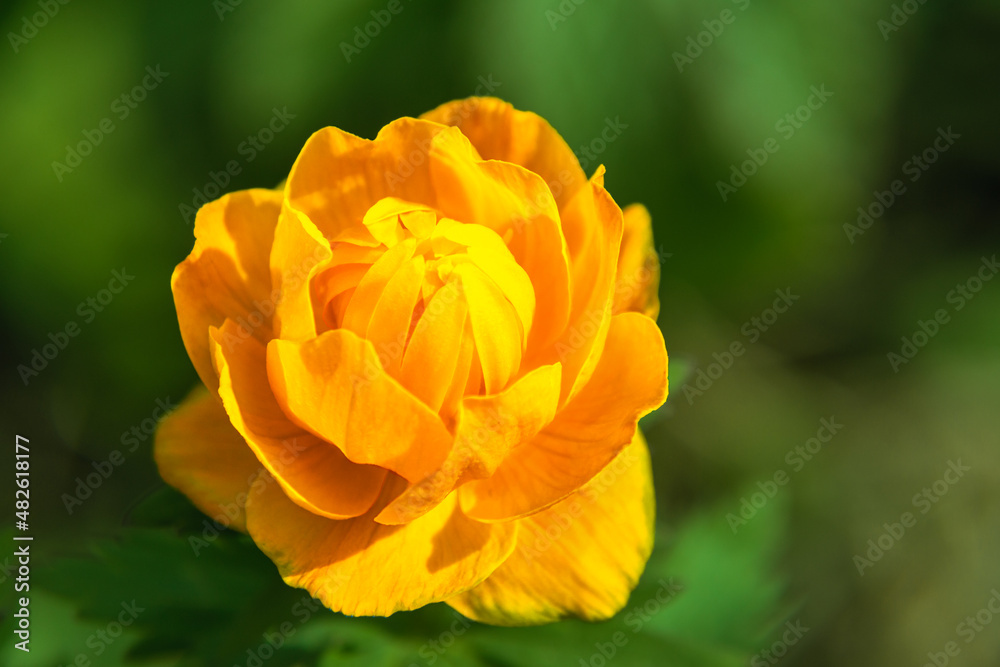 fabulous bright orange flower with which legends and mythology are associated, elves sleep in the depths of flower buds fabulous bright orange flower with which legends and mythology are associated, elves sleep in the depths of flower buds