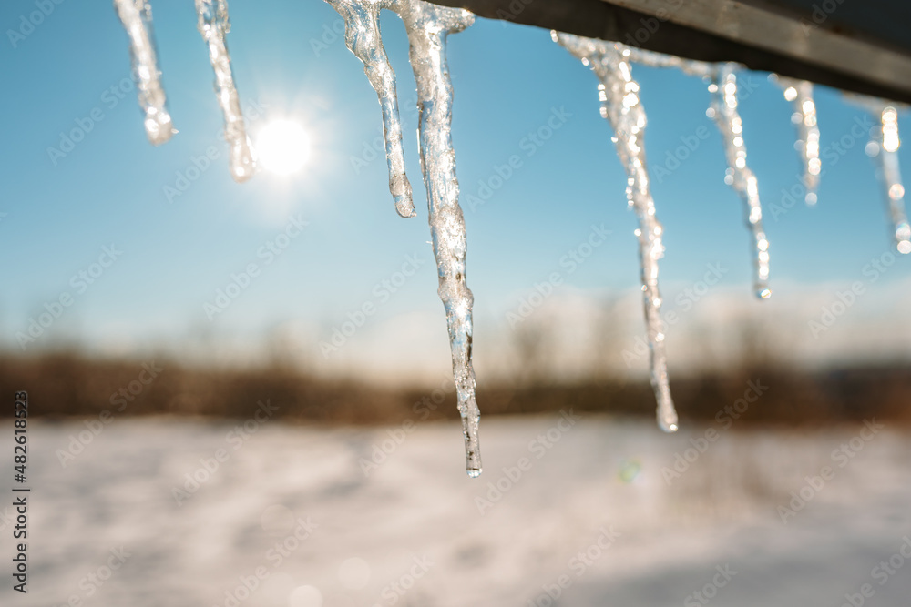 Icicles hanging with sun rising behind in a forest Icicles hanging with sun rising behind in a forest