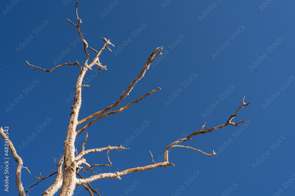 A view from below of a winter forest with trees covered with snow. Frozen bare tree branches against the blue sky A view from below of a winter forest with trees covered with snow. Frozen bare tree branches against the blue sky