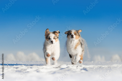 Fototapeta Naklejka Na Ścianę i Meble -  small puppies playing with white cold winter snow in sunny day under the blue sky