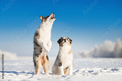small puppies  jumping with white cold winter snow in sunny day under the blue sky