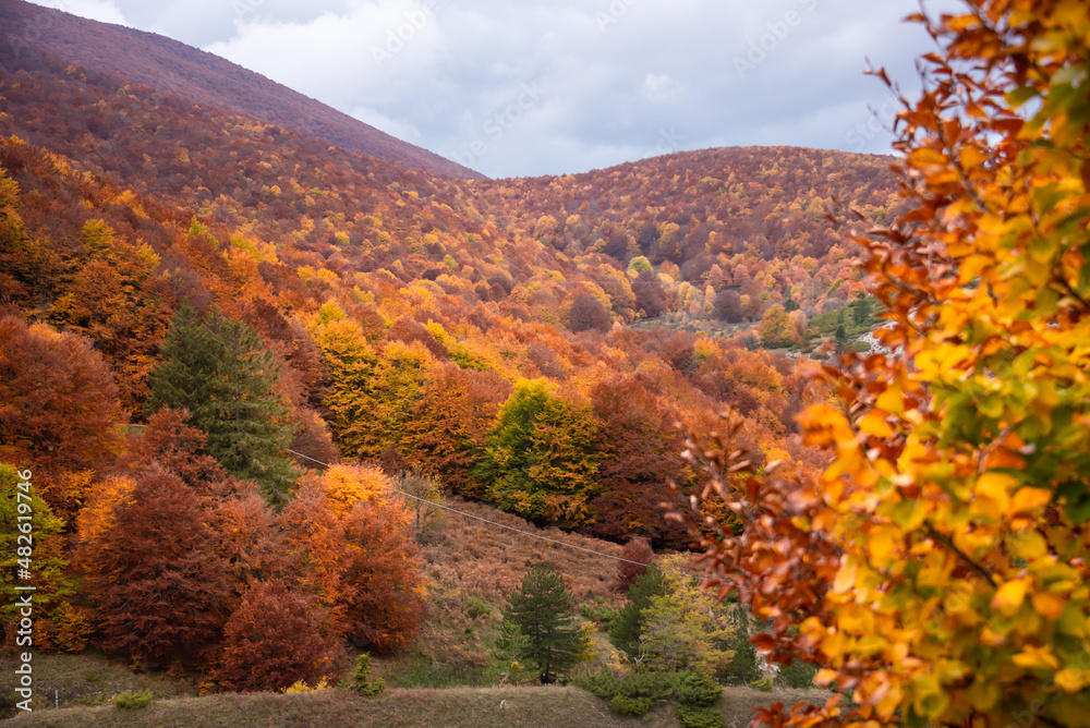 Autumn seasonal landscape with colorful trees and fogliage