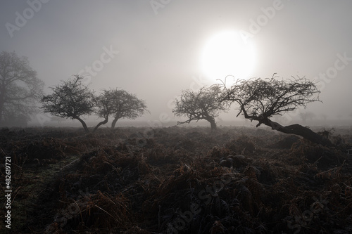 Misty morning with the sun breaking through photo