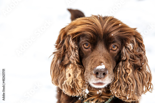 orange english cocker spaniel looks funny with snow all over the face.dog portrait close up. a lot of snow on winter streets © bukhta79