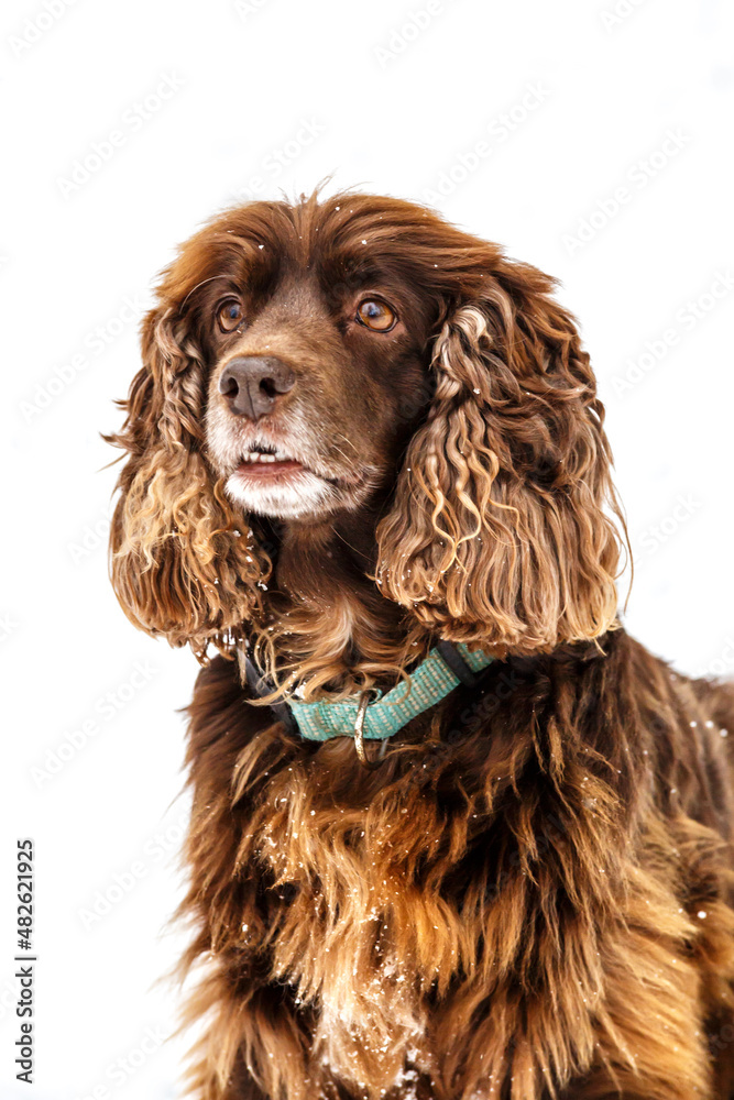 orange english cocker spaniel looks funny with snow all over the face.dog portrait close up. a lot of snow on winter streets orange english cocker spaniel looks funny with snow all over the face.dog portrait close up. a lot of snow on winter streets