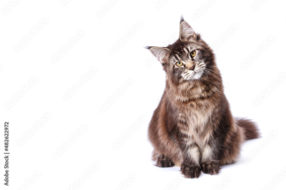 Very handsome young Maine Coon cat.The largest cat. A big cat.Maine Coon looking at the camera, isolated on white