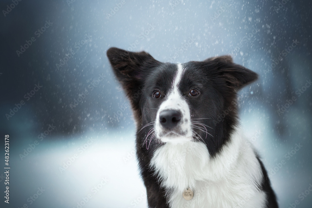 black and white border collie dog portrait in cold snow winter