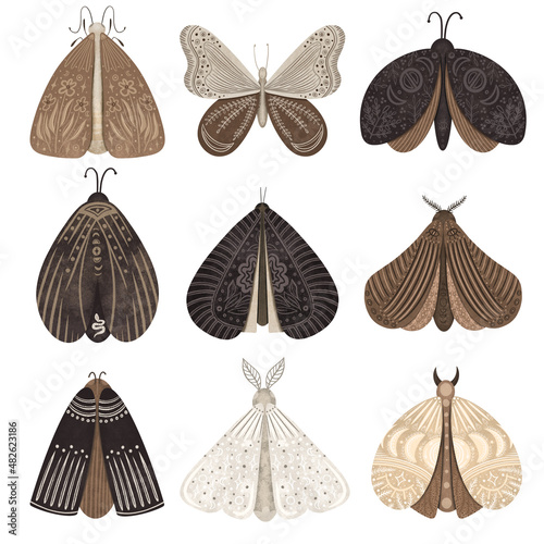 Black and brown moths set with abstract decorative modern floral and celestial design, isolated illustration on white background